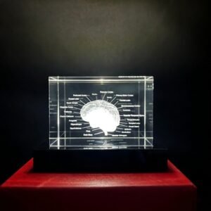 Alternative view of Custom K9 Crystal 3D Laser-Engraved Human Brain Anatomy Model with Comprehensive Neural Labeling – Case Study for Medical Schools